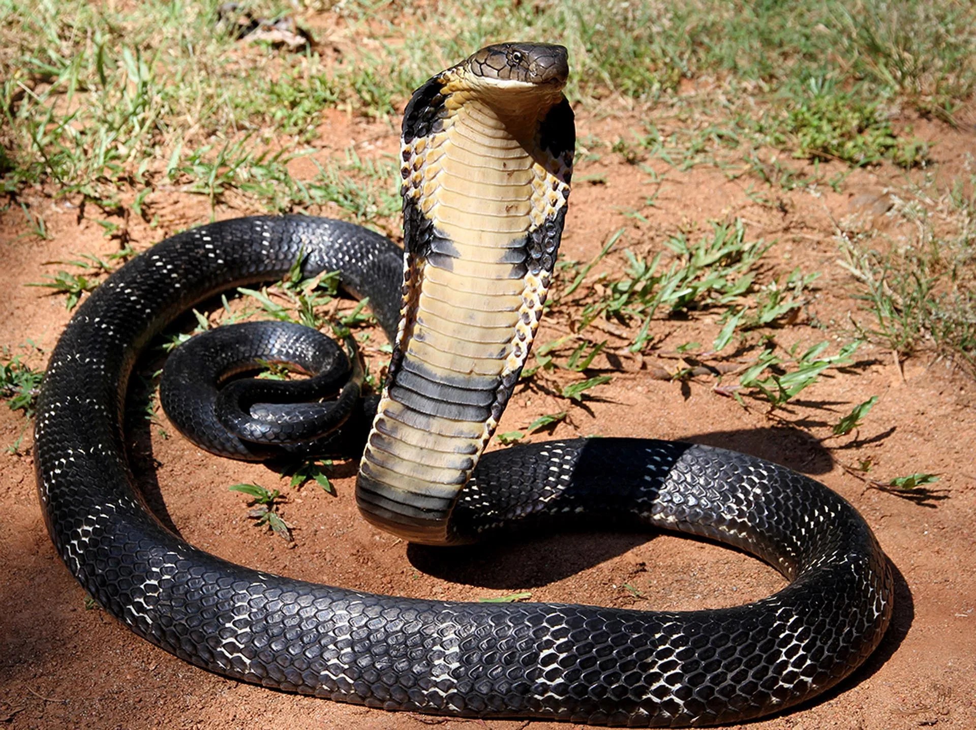 Tres niñas mueren tras ataque de serpiente en internado en la india