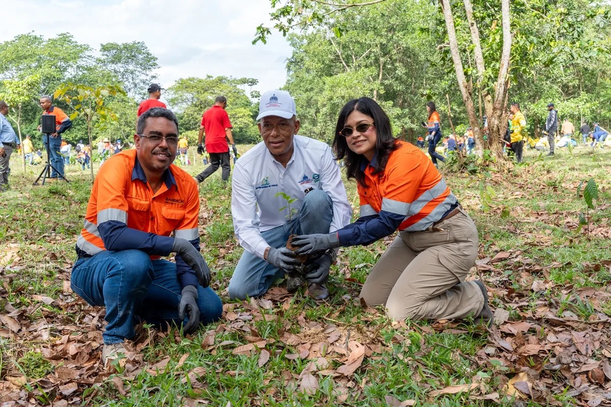 Barrick pueblo viejo reforesta 1. 2 hectáreas de la cuenca del arroyo margajita en hatillo