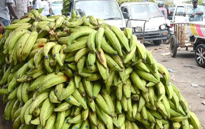 Plátanos podrían subir a rd$ 50 por la sequía