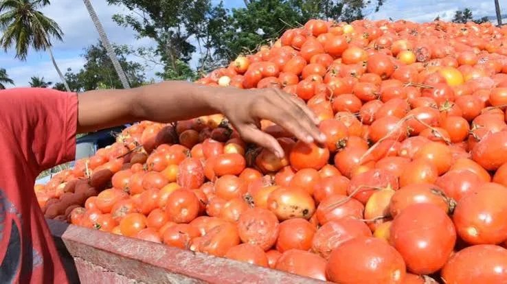 ¿por qué los tomates de ahora parecen tener menos sabor?