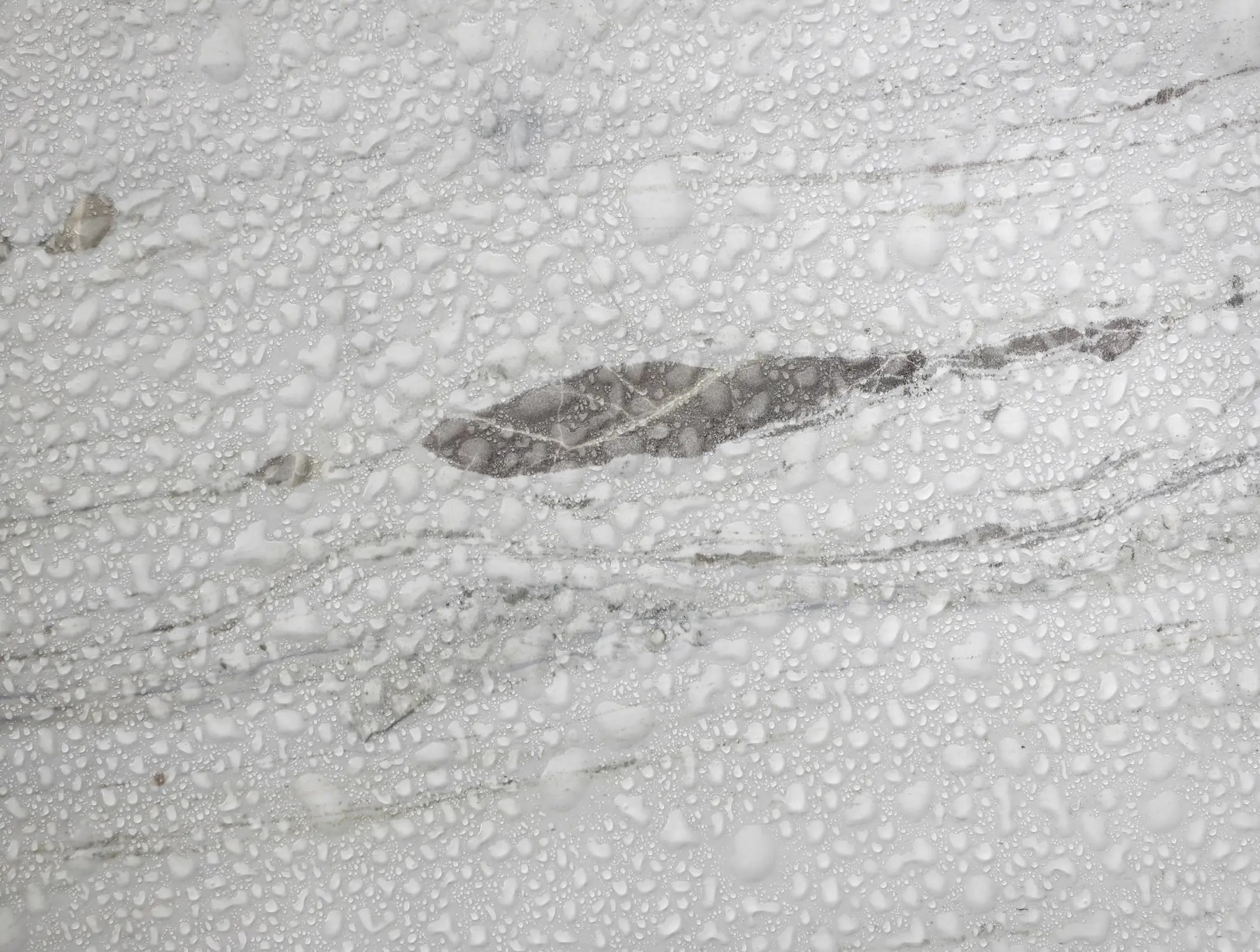 whitePanda