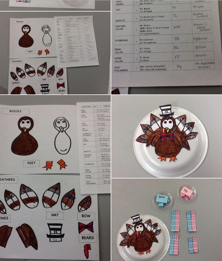 Explore the definition, branches, and different topics of science, including physics, chemistry, biology. Thanksgiving Turkey Genetics Activity Edgy Instruction