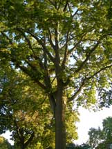 Tree Species Leaf Wisconsin S K 12 Forestry Education Program Uwsp