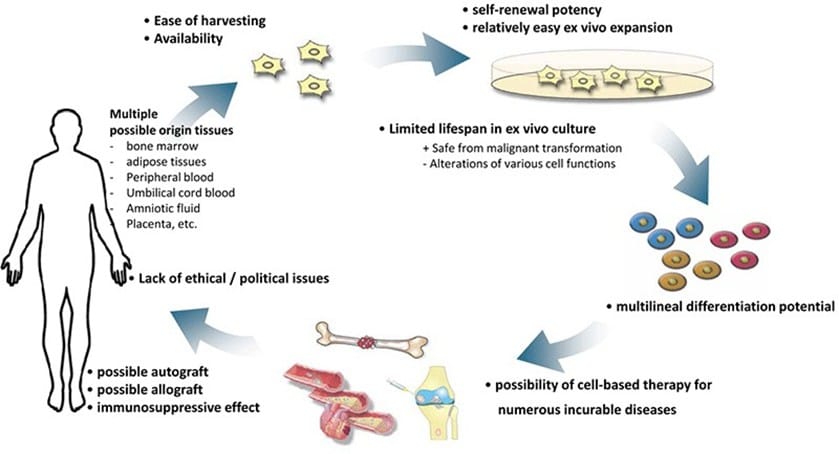 Bioregenerative Applications of the Human Mesenchymal Stem Cell