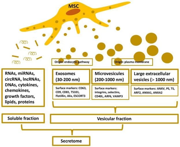 Bioregenerative Applications of the Human Mesenchymal Stem Cell