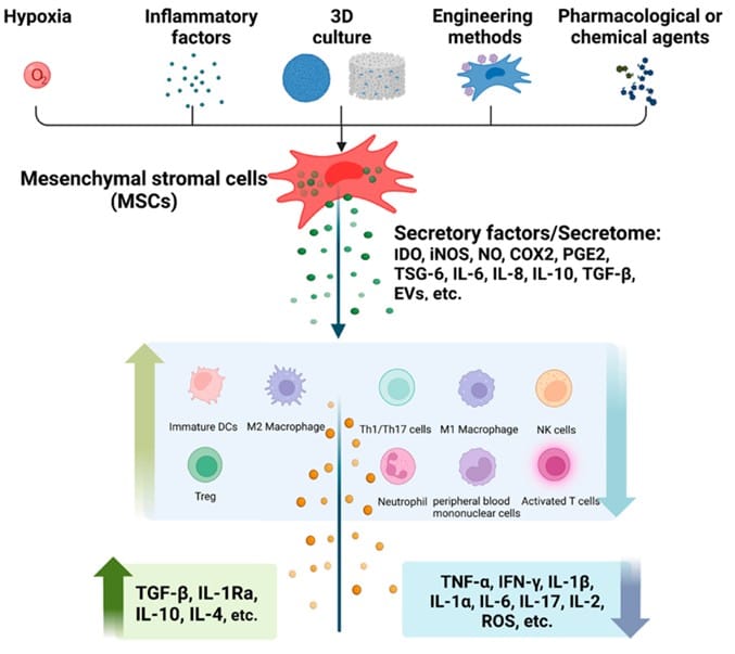 M.S.C.  Bioregenerative Applications of the Human Mesenchymal Stem Cell