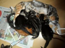 Cat nursing kittens. From: http://goo.gl/BaK56