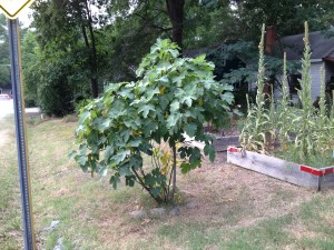 fig tree, fig as a symbol, FitOldDog's fig tree,