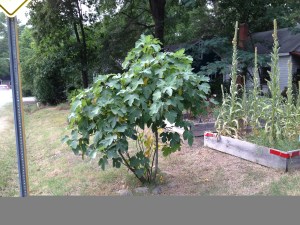 Fig Tree