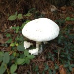 Toadstool or mushroom