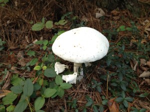 Toadstool or mushroom