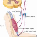 Muscle detection system for length and tension, proprioreceptors