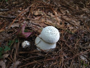 Toadstool on FitOldDog's running trail