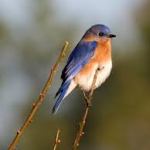 Eastern bluebird