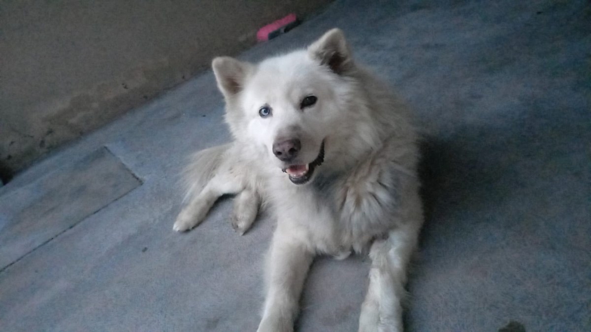 ¿Cómo funciona la Ley de Protección Animal en Coahuila?