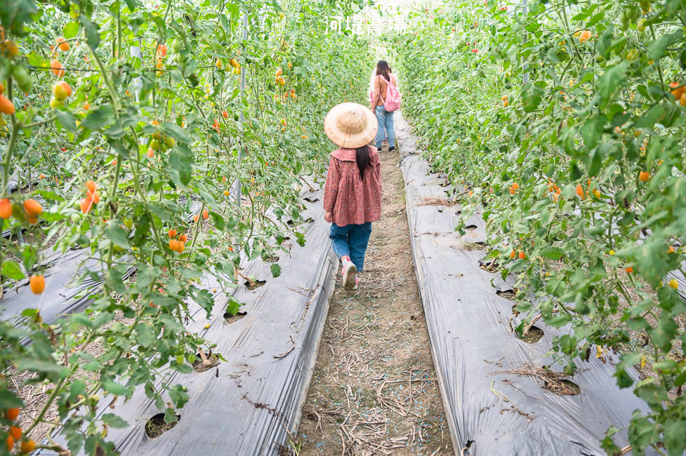｜高雄景點｜河堤番茄農場，冬季限定橙蜜番茄開採中！農場內還有大草皮、瑜珈球可以玩，適合親子同遊