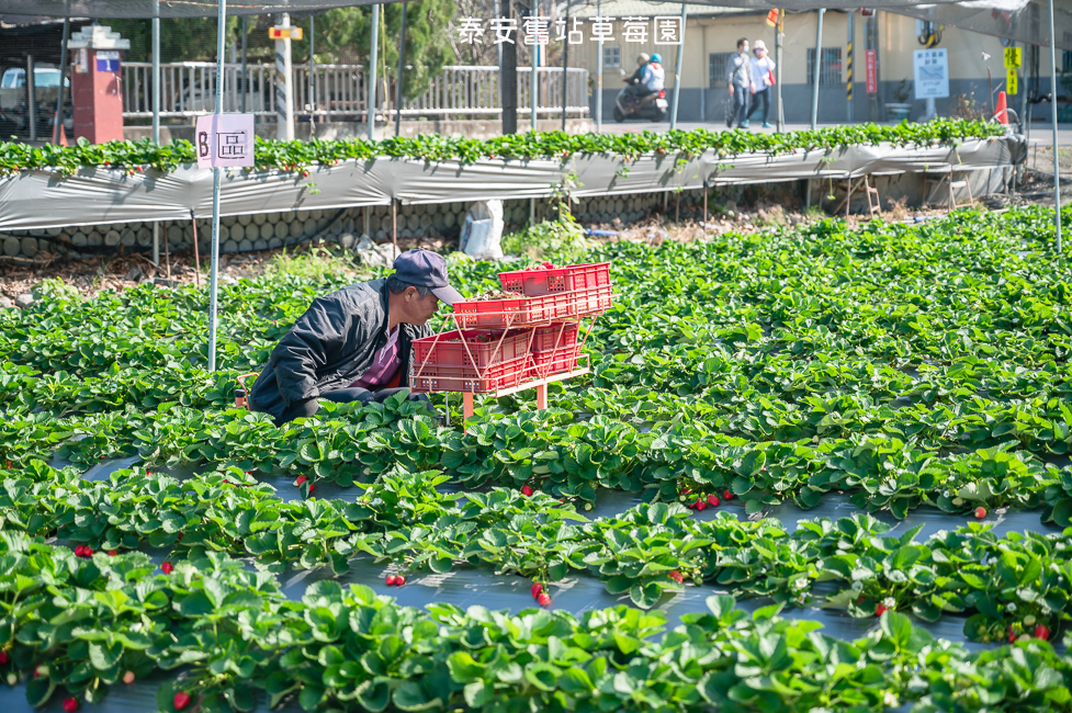 ｜苗栗景點｜泰安舊站草莓園，熱門賞櫻景點泰安派出所正對面，賞櫻採莓一次滿足