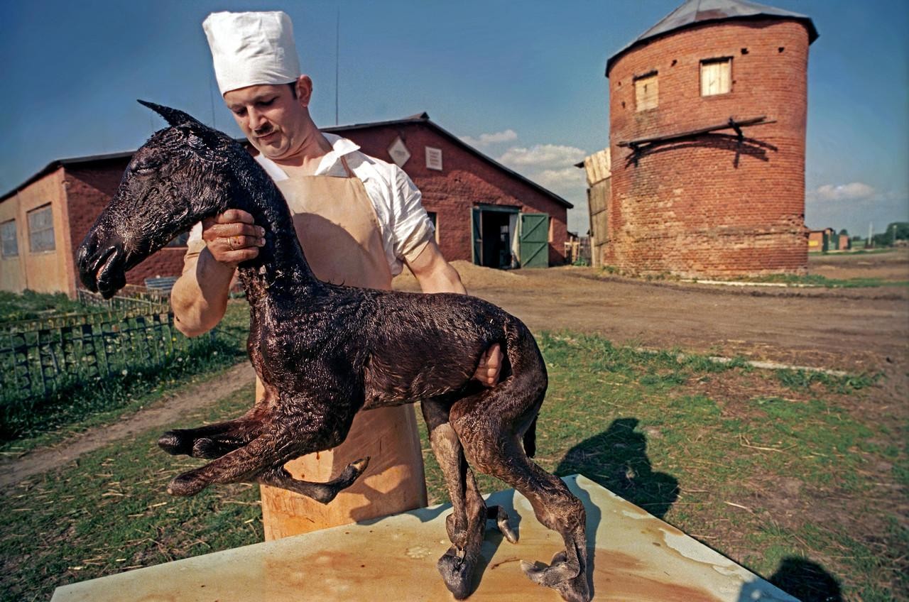 Chernobyl Mutations Dog . Atomic Photographers Guild Igor Kostin