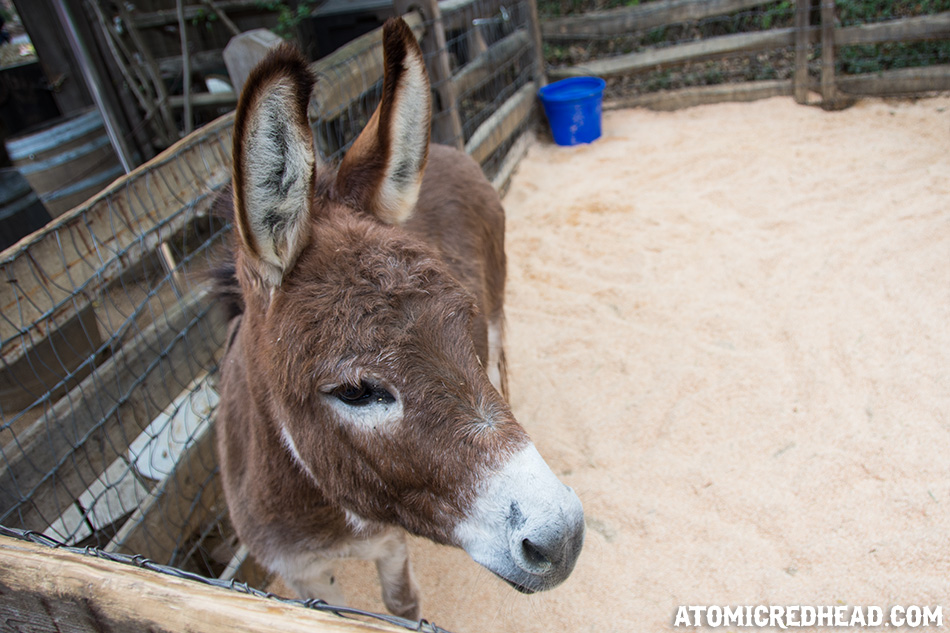 A small grey burro looks up at the camera.