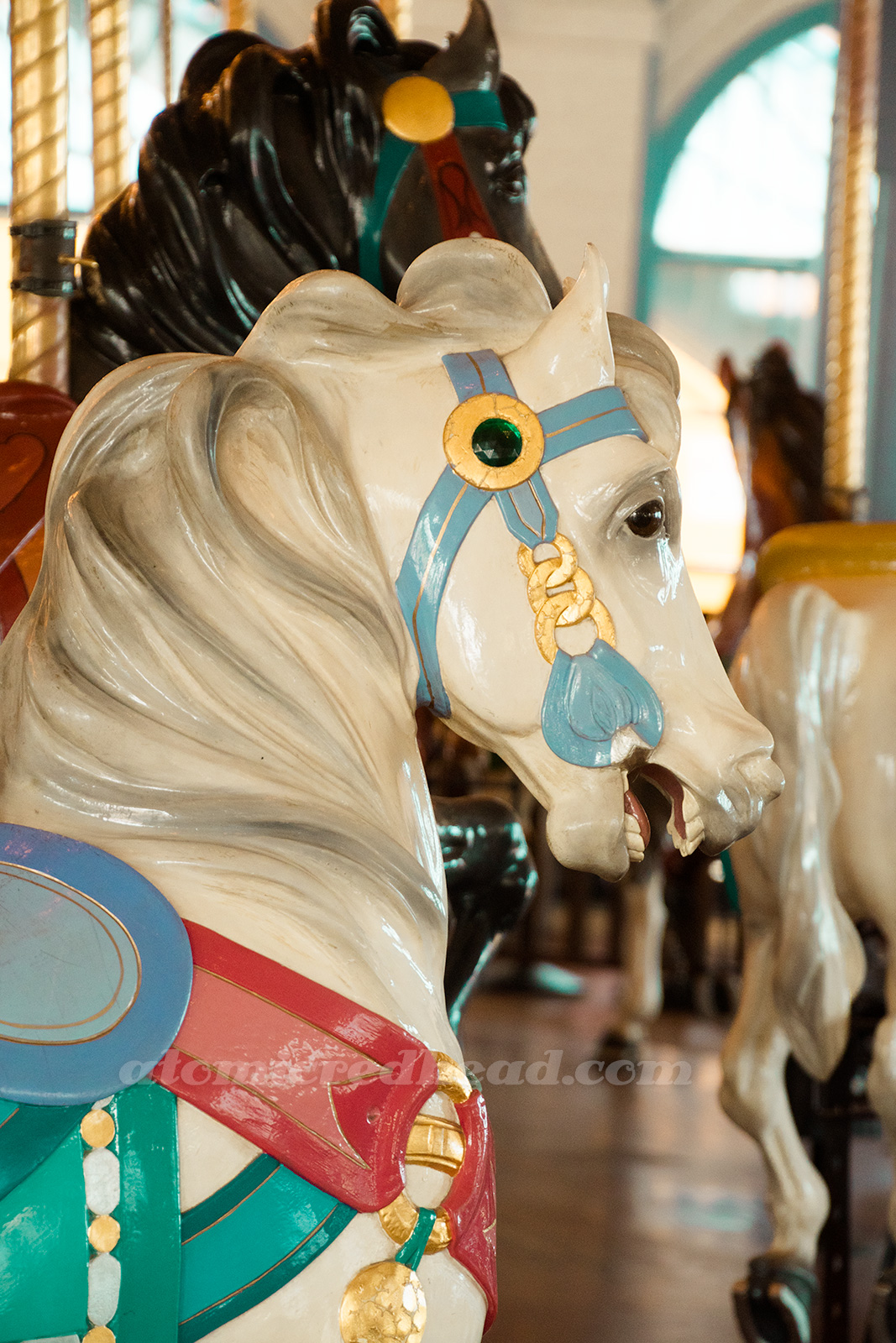 Close-up for a white horse with blue and gold bridal.