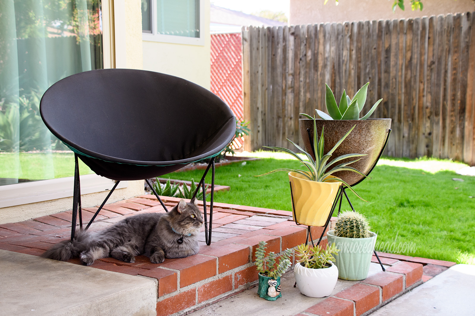 Our fluffy grey cat, Colonel Whiskers sits under a circular chair. Next to the chairs are various ceramic planters with cacti and succulants.