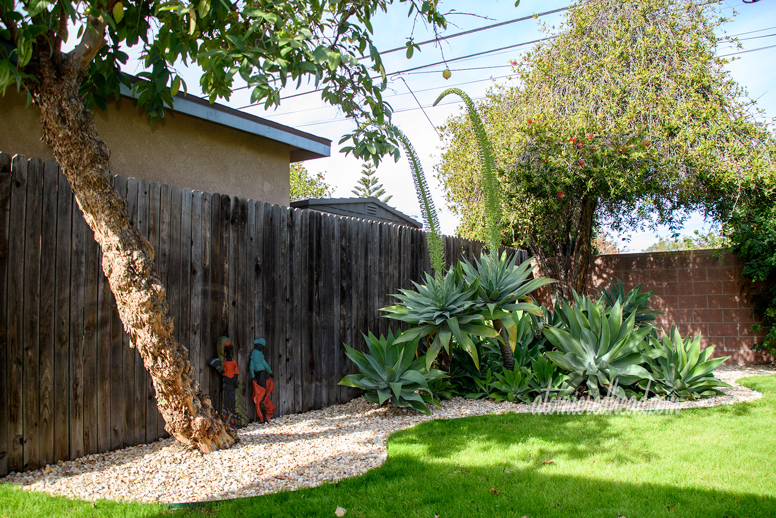 A guava tree stands on the left, and large agave plants are clustered on the right. Both are surrounded by tan and pink rocks, the green grass curves around the rocks.