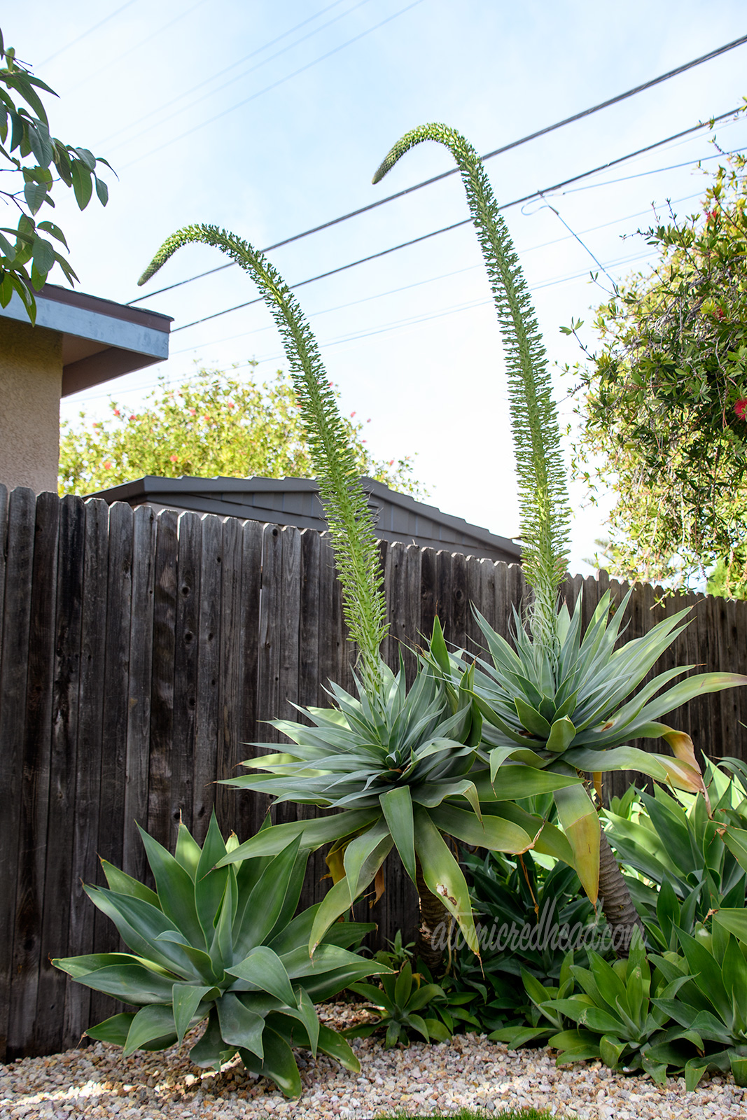 Two of the agave plants are in a state of blooming with tall alien like stems stretching toward the sky.