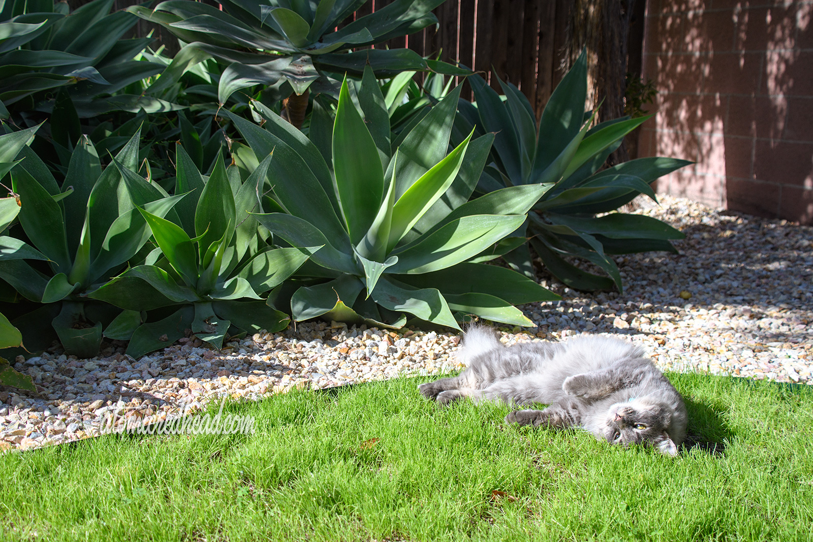 Colonel Whisters rolls around in the grass in front of the agaves.