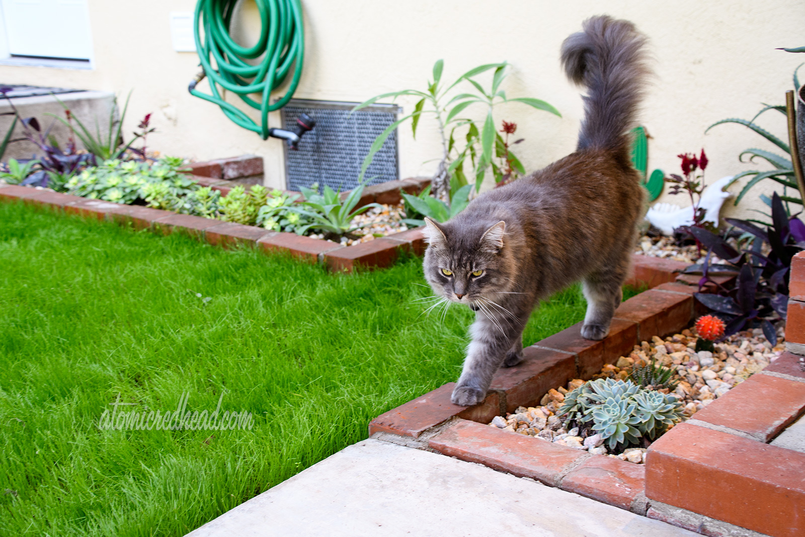 Colonel Whiskers walks along the edge of the brick planters which feature various cacti and succulents. 