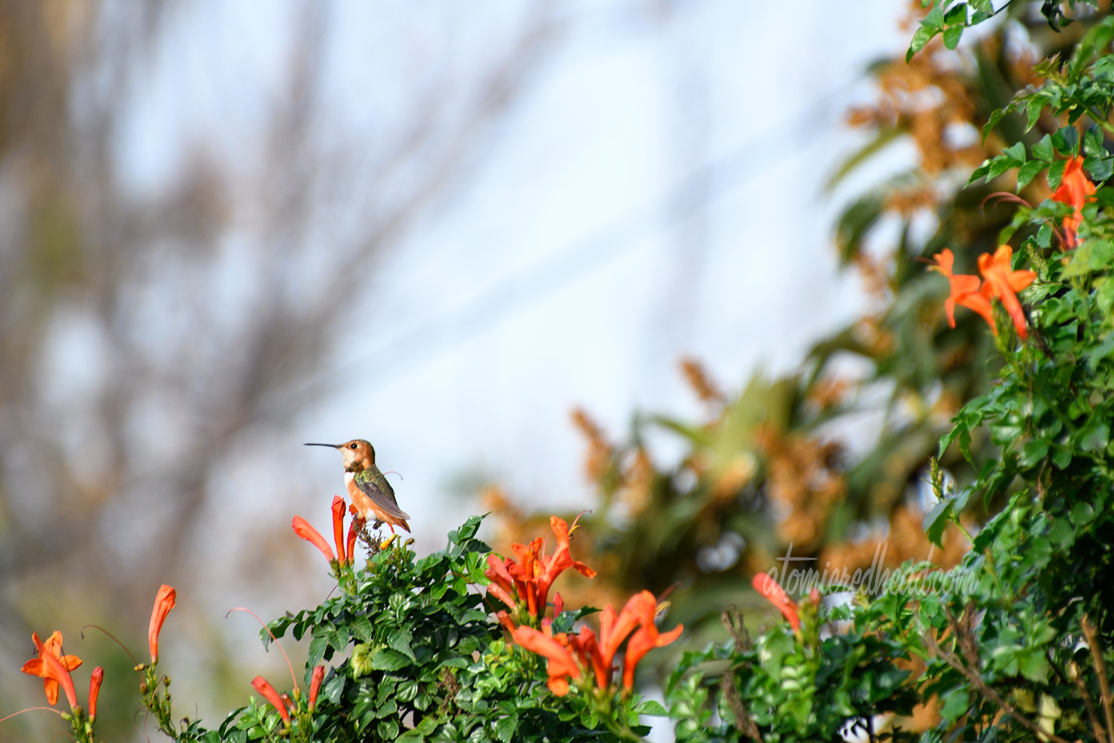 A hummingbird pauses at one of the orange honeysuckle flowers.