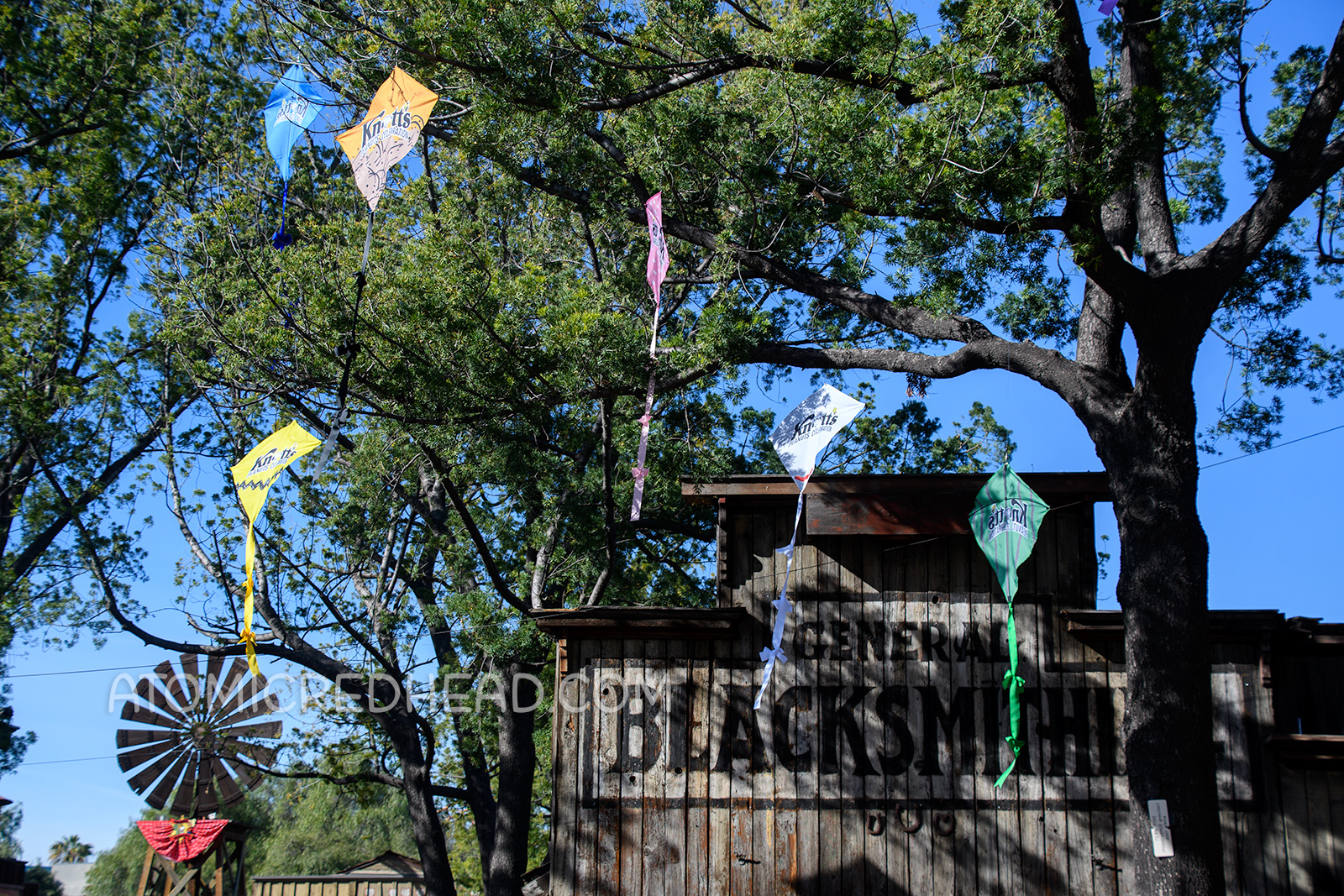 In the tree near the Blacksmith an array of kites are caught in the tree.