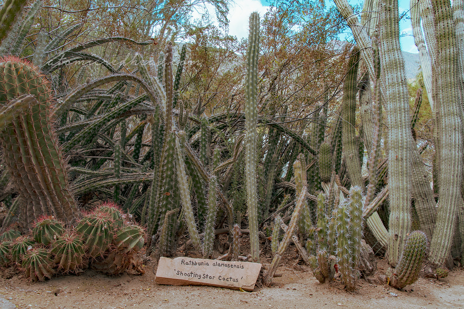 Tall cacti known as "Shooting Star Cactus"