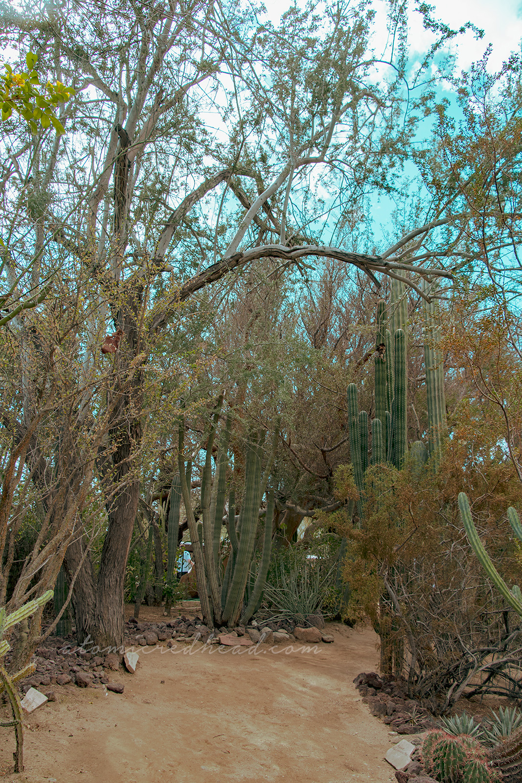 Tall thin cacti stretch toward a blue sky, a tree nearby branches over them.