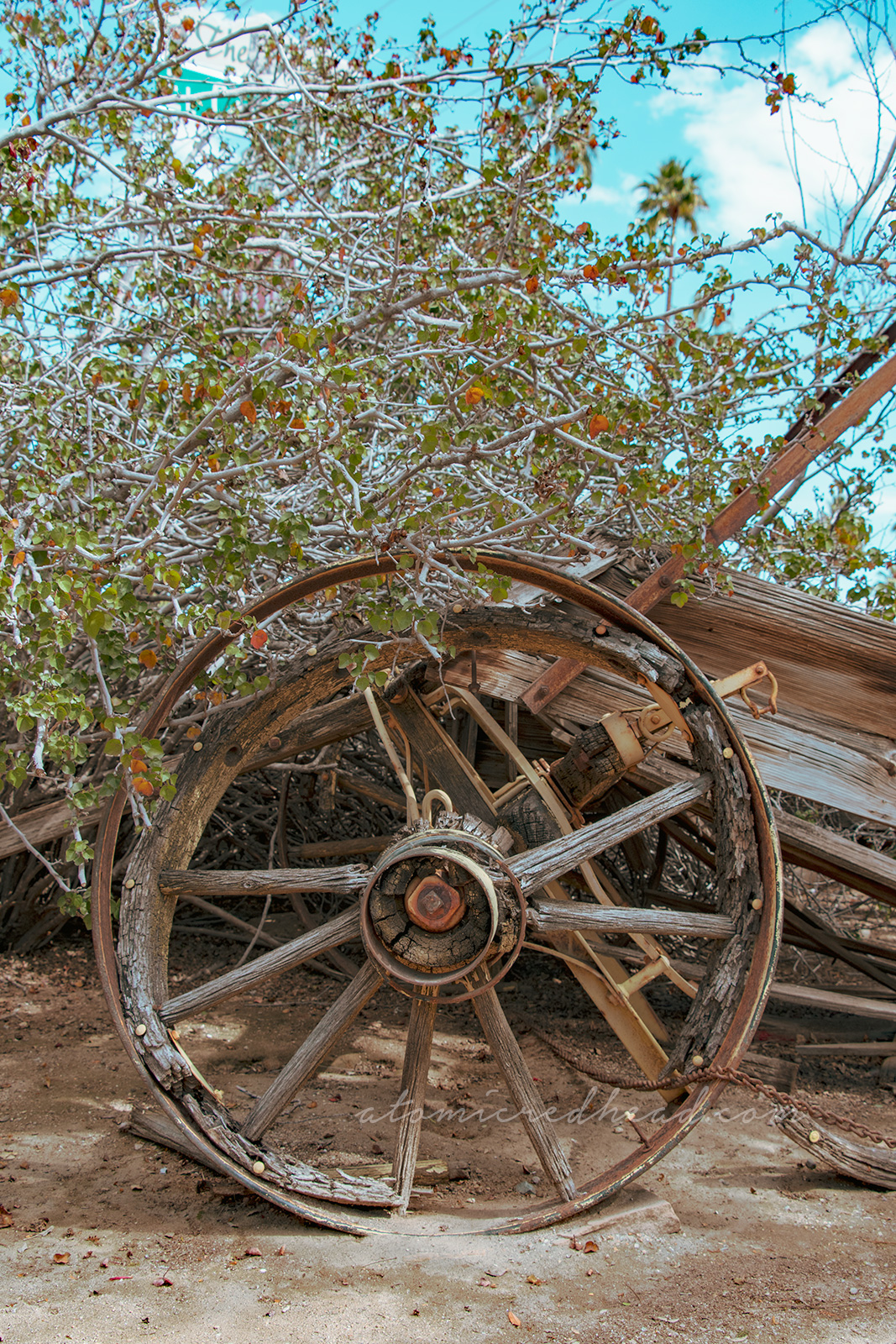 A broken down old wagon sits along cacti.