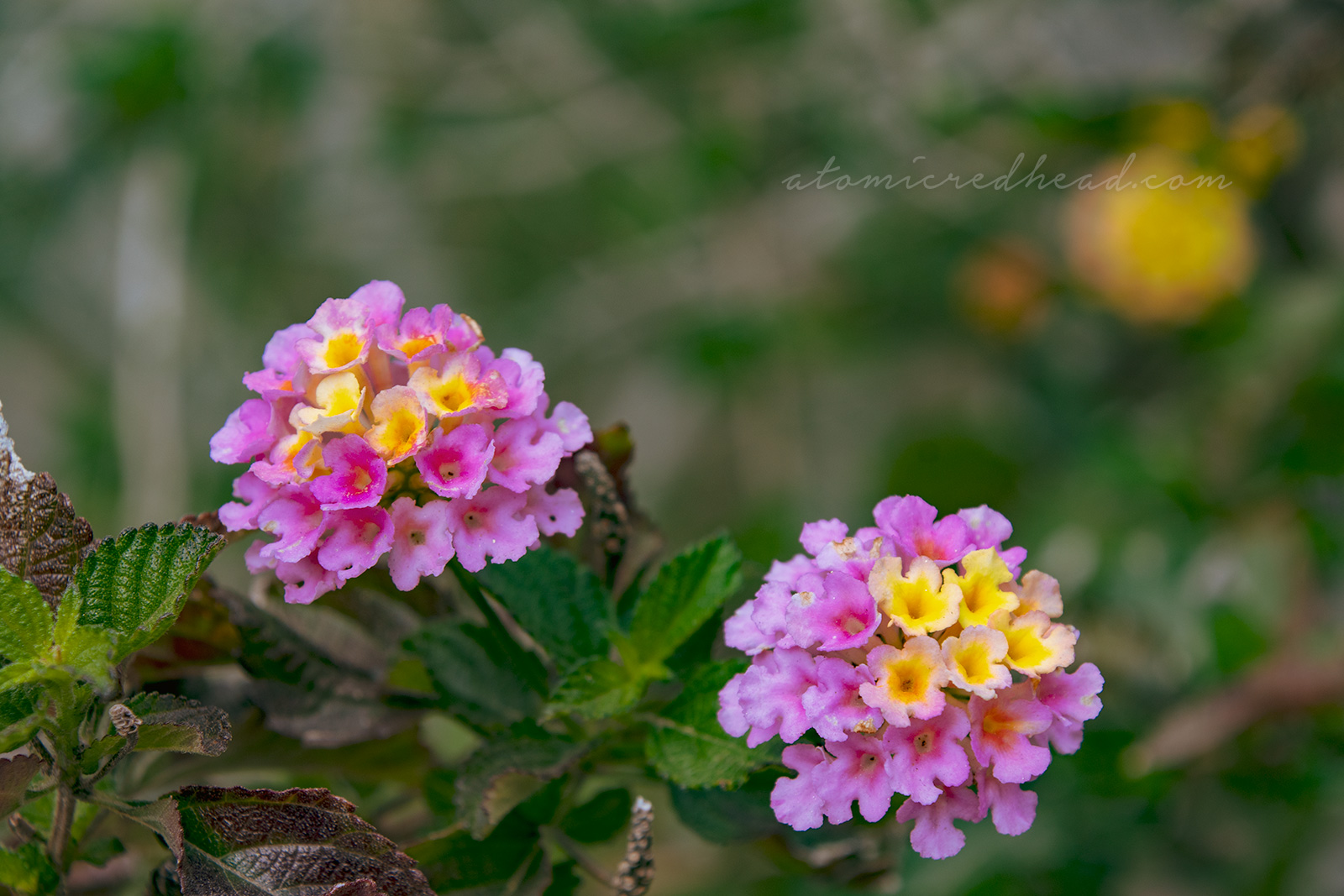 Tiny pink and yellow flowers bloom from the top of a cactus.