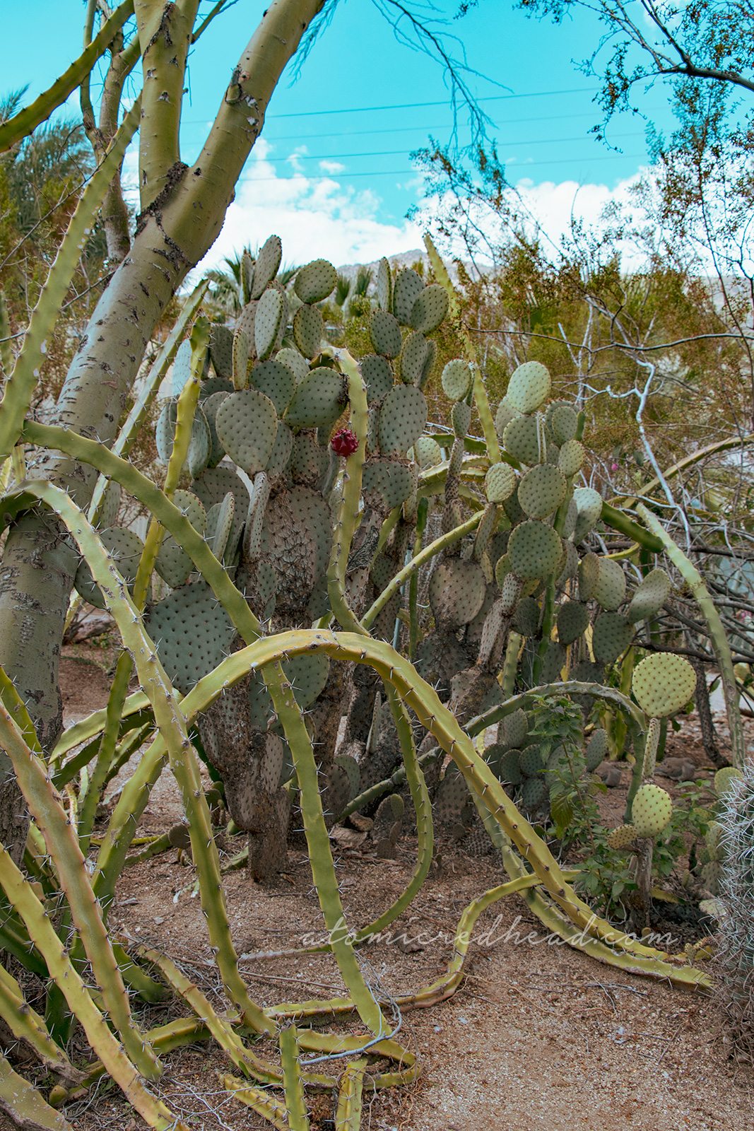 Spiny cacti curve back toward the ground, while prickly pear cacti grow in the background with magenta fruit growing on them.