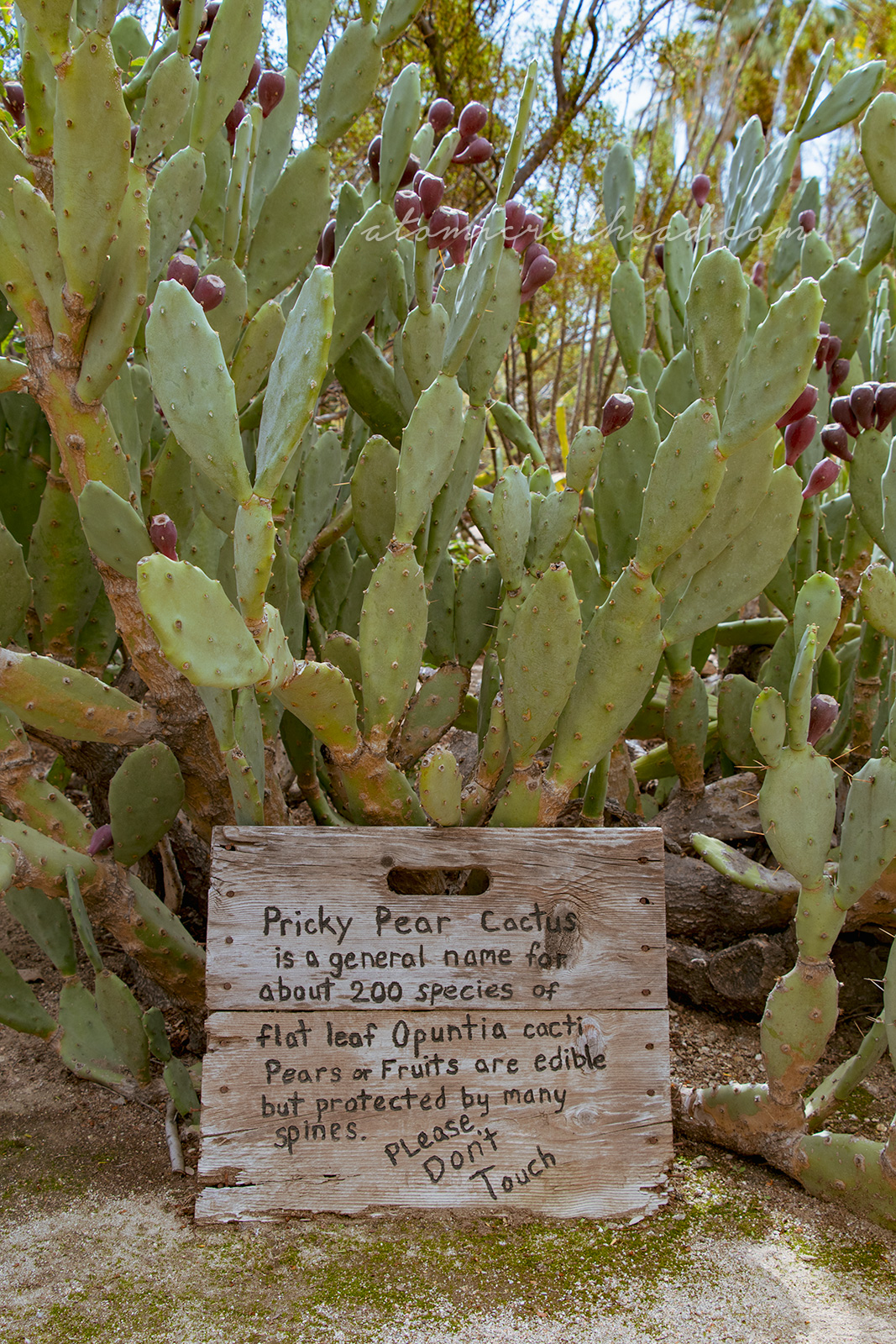 A large prickly pear with wide paddles and magenta fruit.