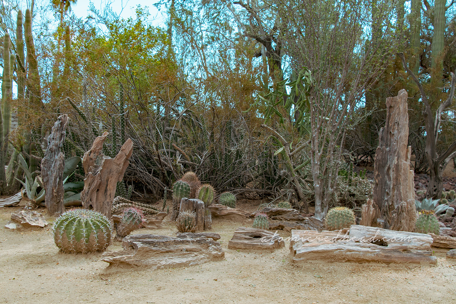 Various cacti grow among pieces of petrified wood.