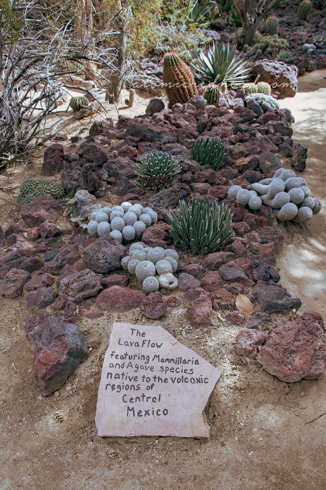 Various cacti and aloes grow among lava rocks.