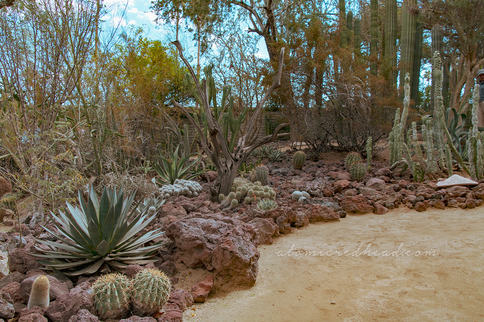 Various cacti and aloes grow among lava rocks.
