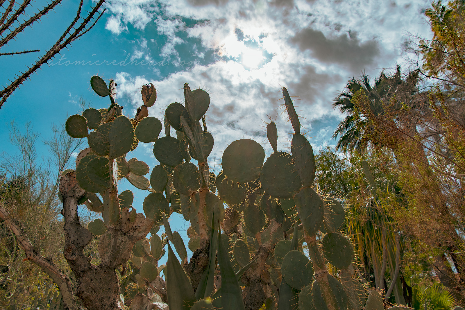 Prickly pear stretch toward the sun.