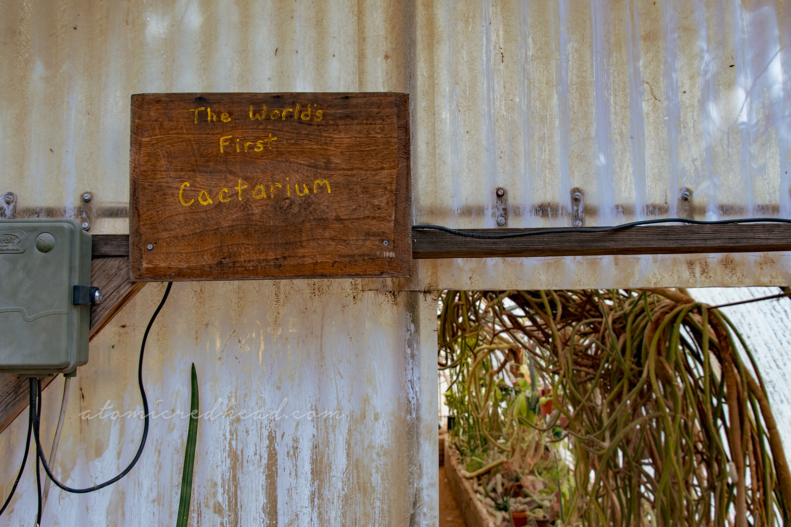 A wood sign reading "The World's First Cactarium"