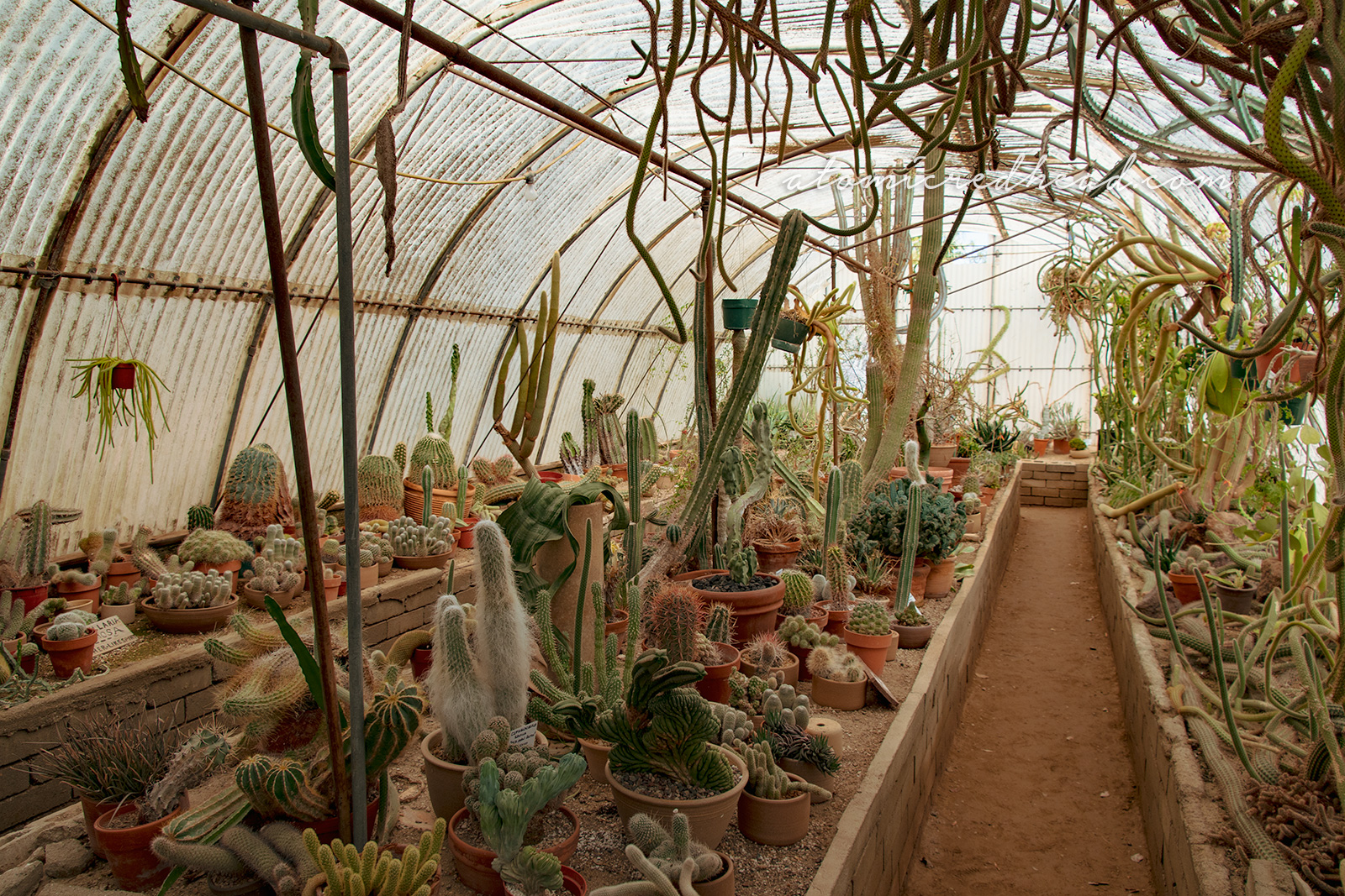 Inside the Cactarium, where various small cacti grow from pots and some even hang from above.