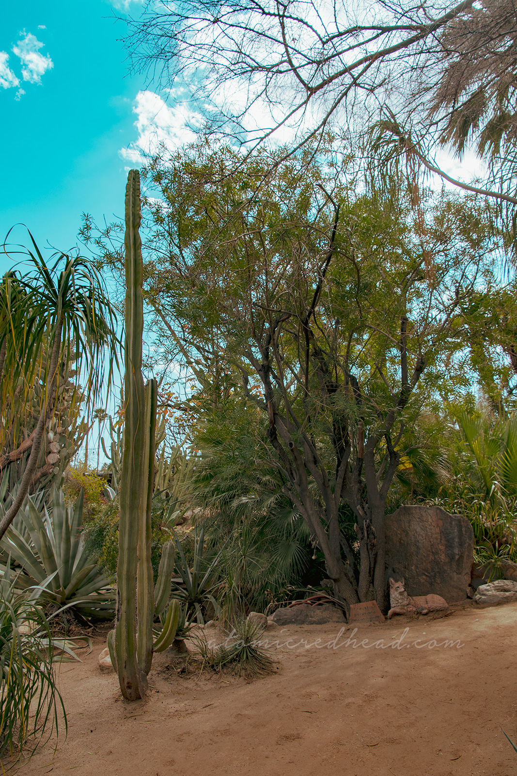 Tall cacti stretch upwards, while trees with small green leaves stretch outward.
