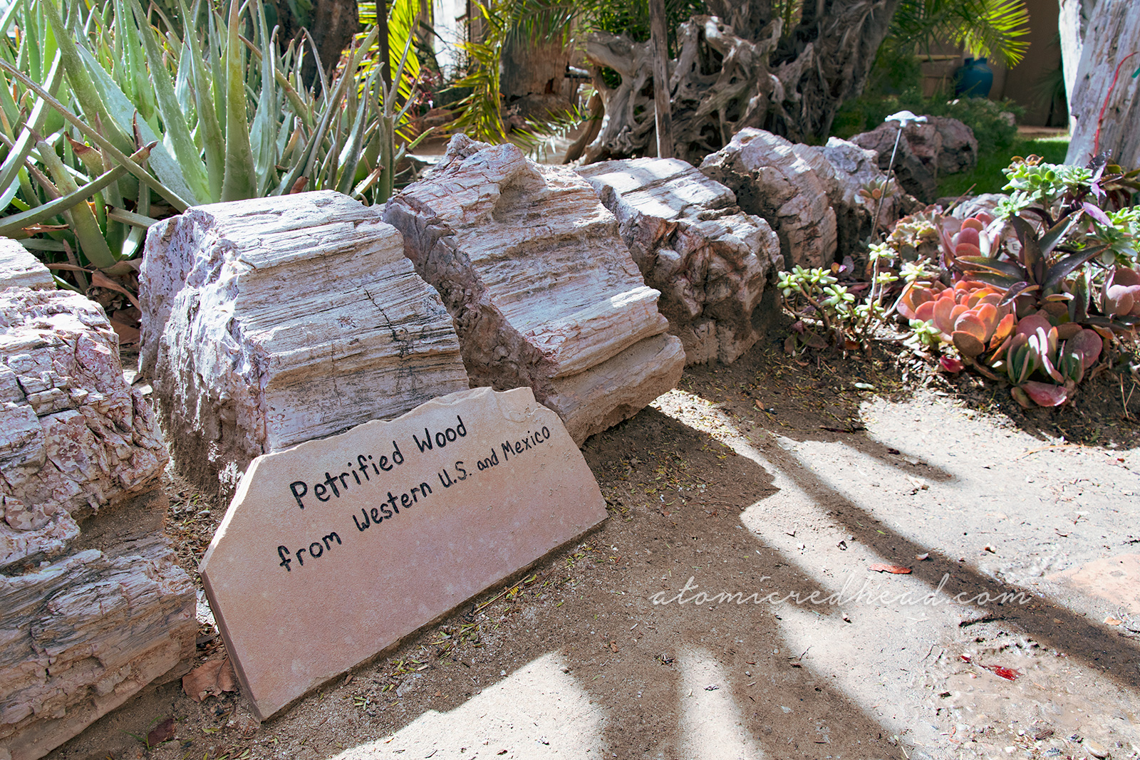 Section of petrified wood.