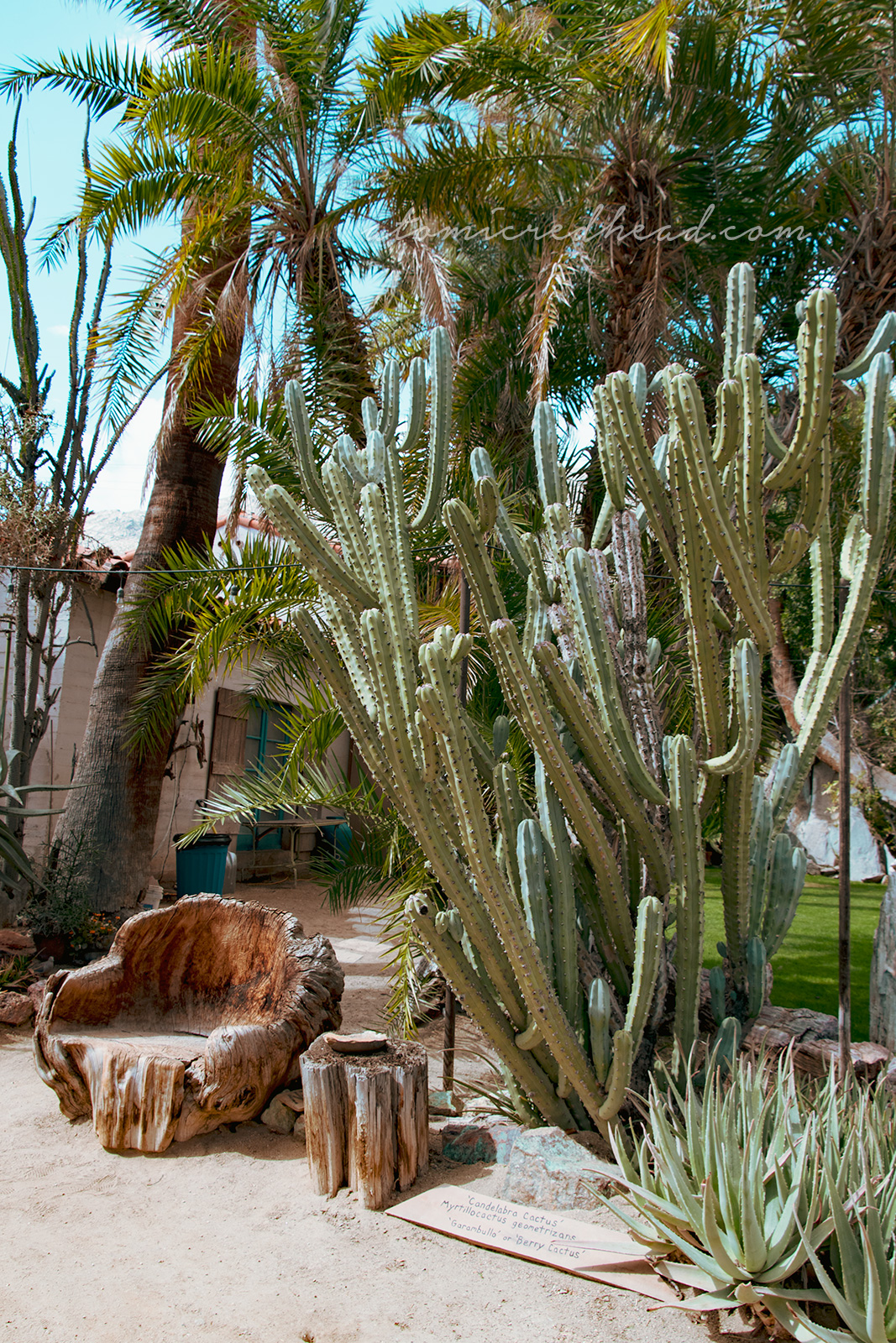 A tall cactus with many sections grows tall next to a chair made from a stump.