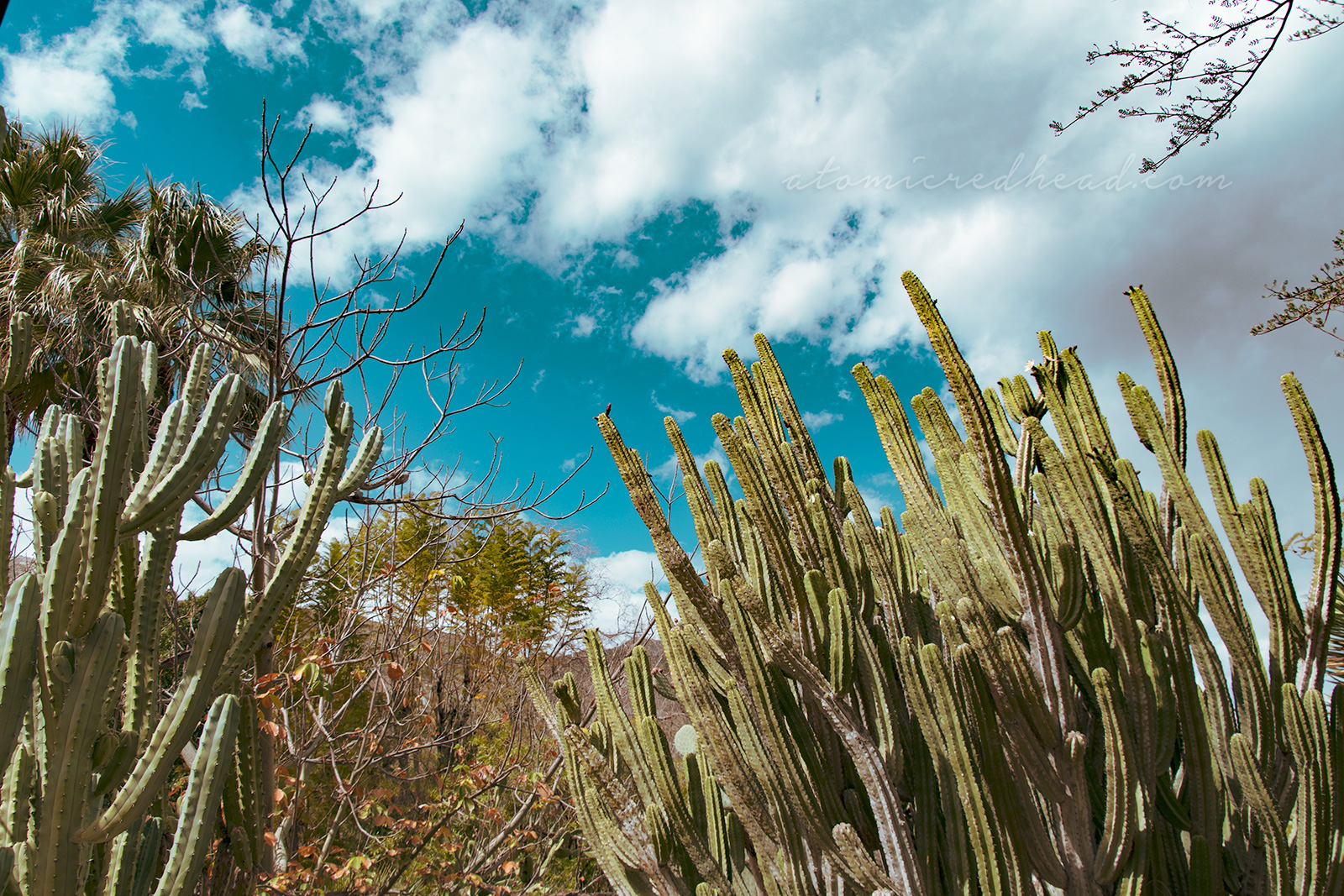 Many cacti that are tall and thin stretch upwards toward a blue sky.