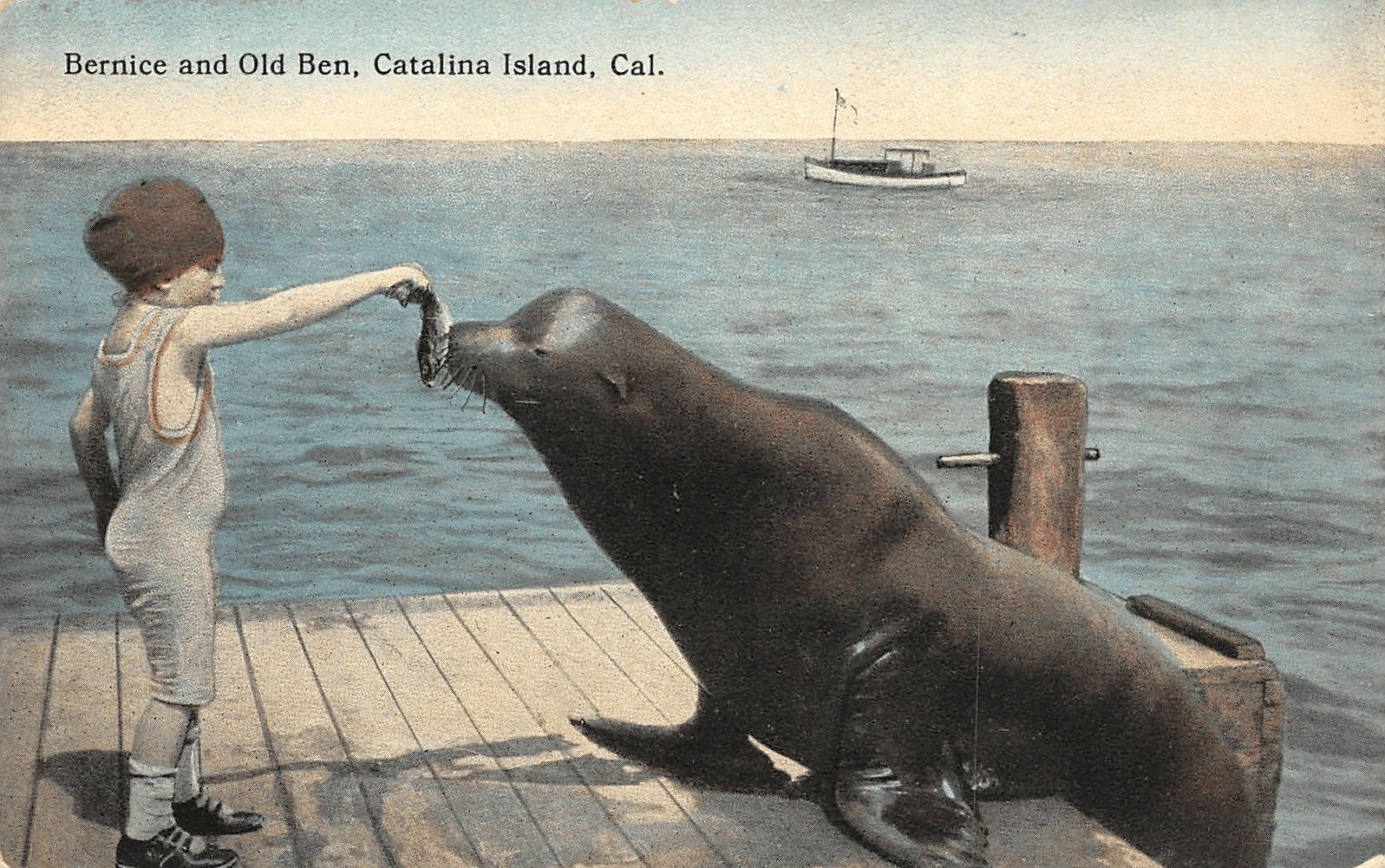 Color postcard of Bernice Cameron feeding Old Ben.