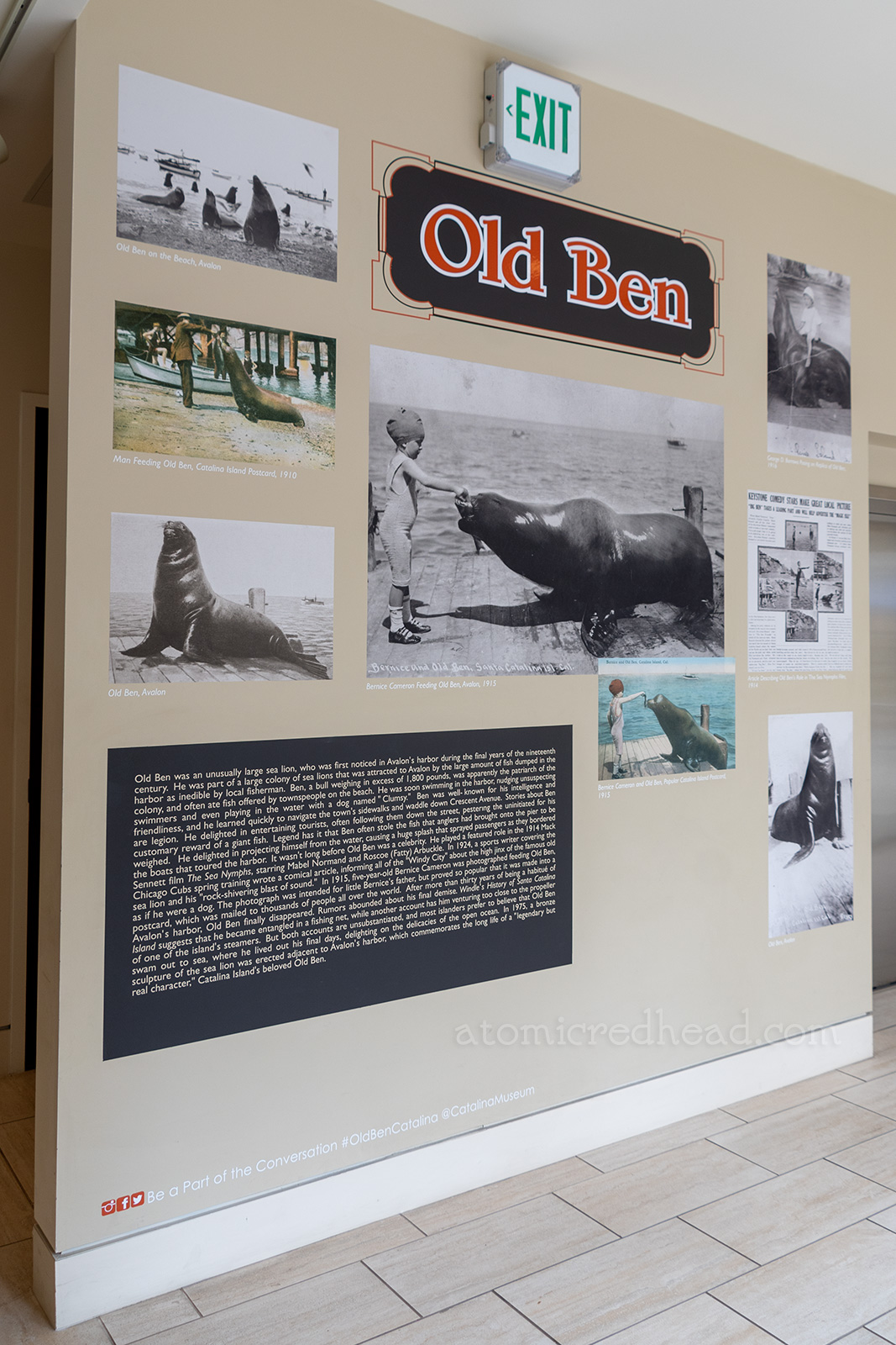 Old Ben's wall at the Catalina Island Museum, featuring both color and black and white photos of him.