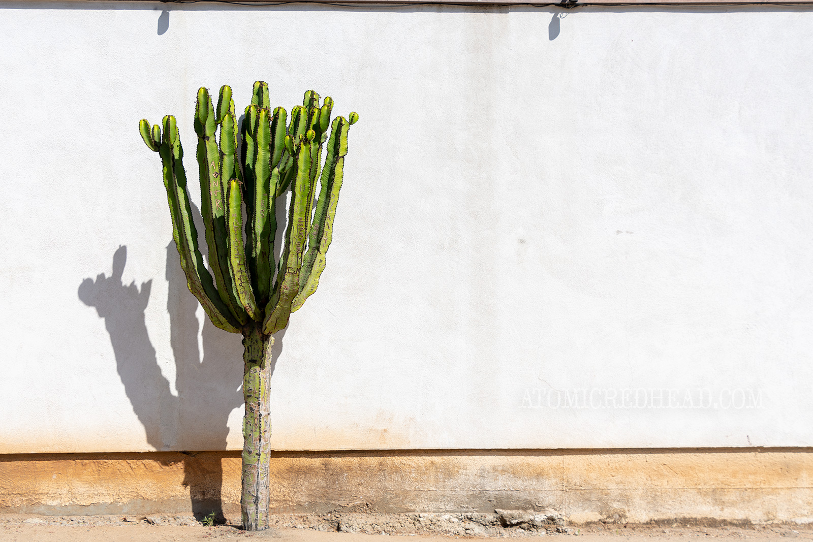 A single tall cactus stands against an adobe wall.